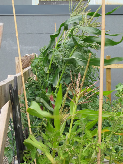 Vivian: Rooftop Garden